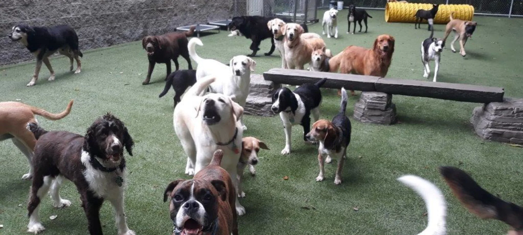 Many Dogs in Outdoor Play Area